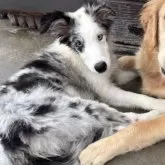 ボーダーコリー