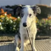 ボーダーコリー