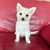 チワワ(ロング)