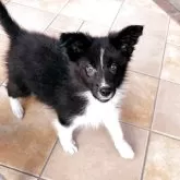 ボーダーコリー