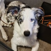 ボーダーコリー