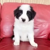 ボーダーコリー