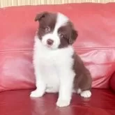 ボーダーコリー