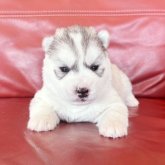 シベリアンハスキー