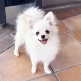 ポメラニアン
