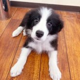 ボーダーコリー