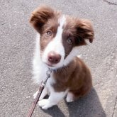 ボーダーコリー