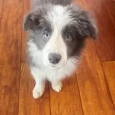 ボーダーコリー【群馬県・女の子・2025年9月3日・ブルー/ホワイト】の写真2