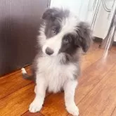 ボーダーコリー【群馬県・女の子・2025年9月3日・ブルー/ホワイト】の写真3