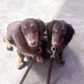 ミニチュアダックスフンド(ロング)【群馬県・女の子・2025年4月5日・チョレートタン】の写真2