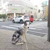 ボーダーコリー【群馬県・男の子・2025年5月1日・ブルーマール】の写真9