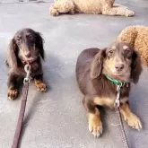 ミニチュアダックスフンド(ロング)【群馬県・女の子・2025年4月5日・チョレートタン】の写真8