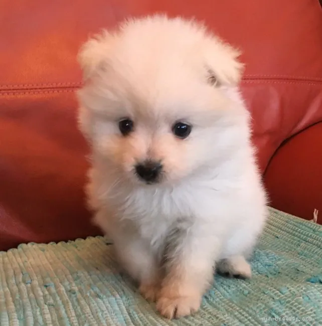 M.T 様のお迎えした子犬