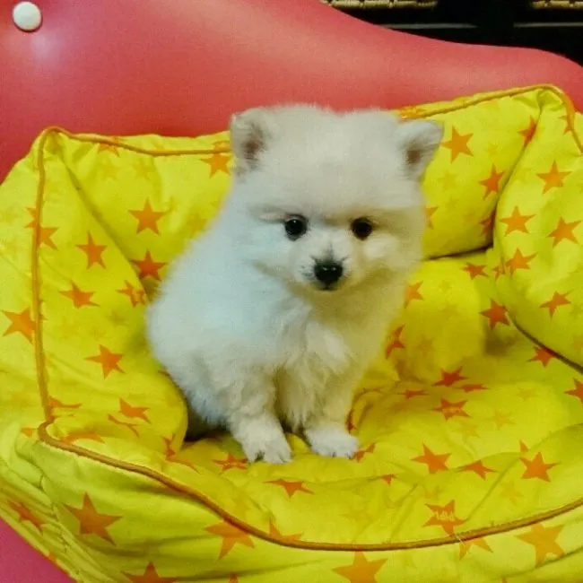 ID:1610-01366の子犬