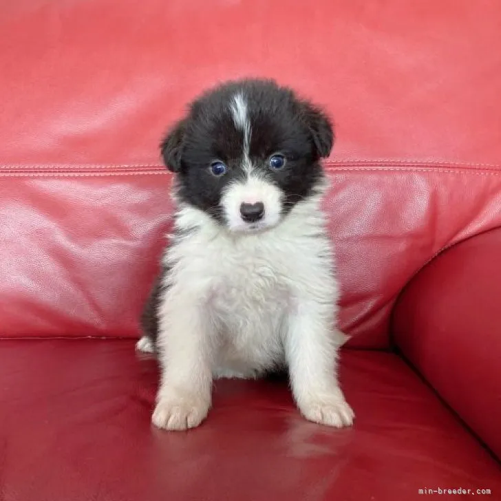 ID:2305-03938の子犬