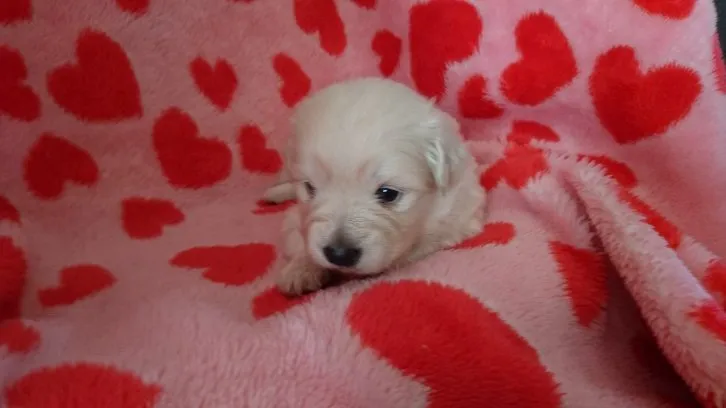 ID:1610-01747の子犬