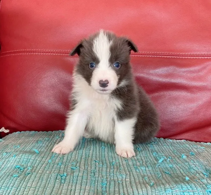 ID:2106-03869の子犬