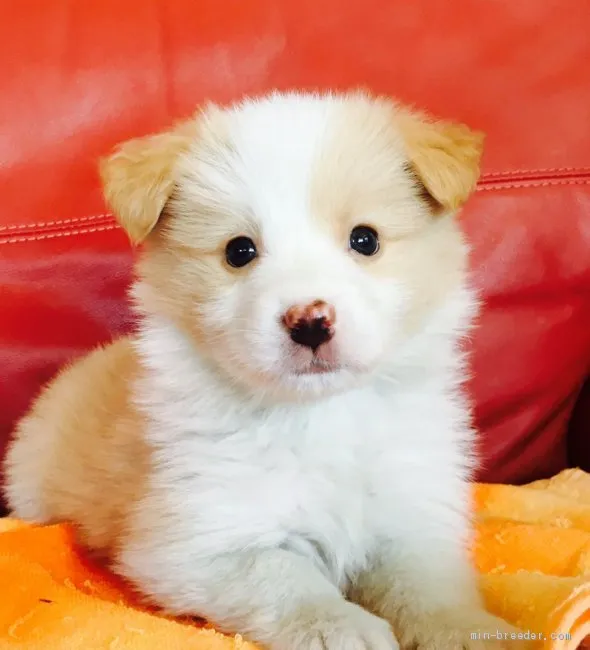 ID:1903-02827の子犬