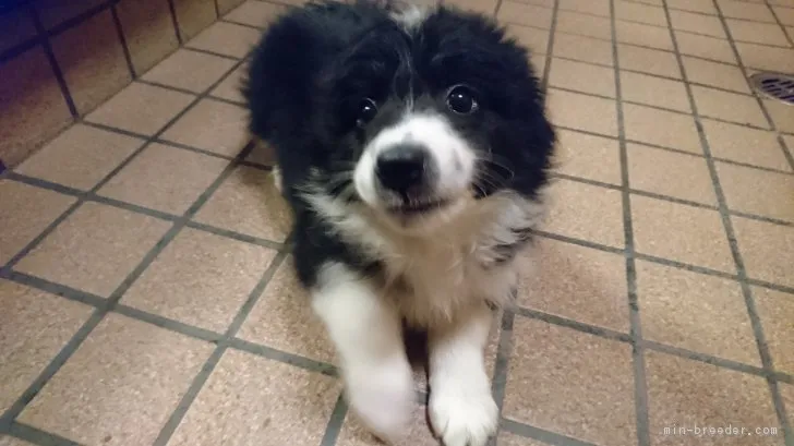 ID：1701-01753の子犬