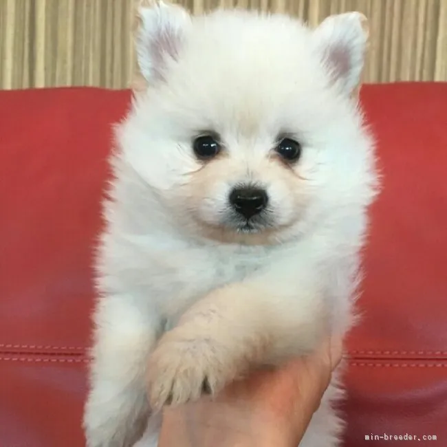 ID:1803-00028の子犬