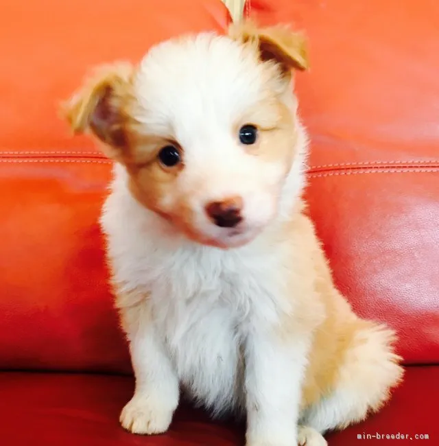 ID:1901-00302の子犬