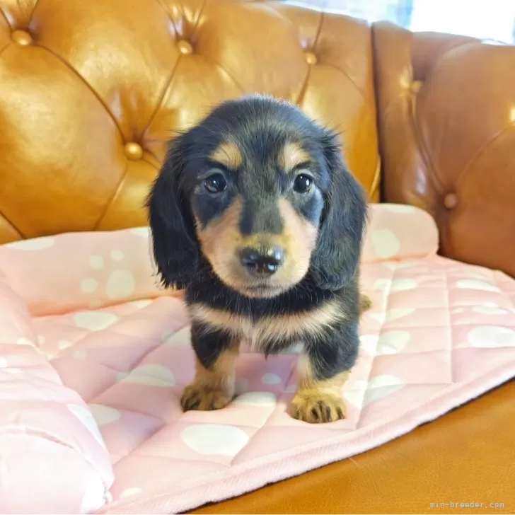 ID:2406-06979の子犬