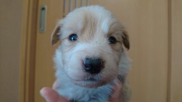 ボーダーコリー【群馬県・男の子・2017年11月15日・レッドホワイト】の写真「可愛い男の子🐶❤」