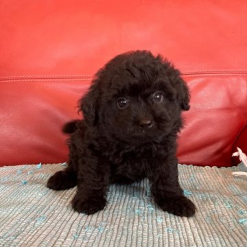 ポメラニアン×プードル【群馬県・女の子・2020年4月21日・ブラック】の写真「お取り置き中です🐶😌」