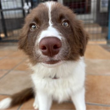 ボーダーコリー【群馬県・女の子・2024年4月13日・チョコホワイト】の写真「お取り置き中🐶😊」