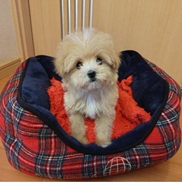 マルプー(トイプードル×マルチーズ)【群馬県・女の子・2023年12月12日・レッド&ホワイト】の写真「小さい可愛い女の子💗」