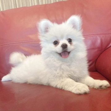父ポメラニアン×母ペキニーズ【群馬県・女の子・2023年6月20日・ホワイト】の写真「可愛くなりました❣️」