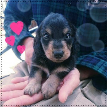 ミニチュアダックスフンド(ロング)【群馬県・男の子・2018年4月7日・ブラックタン】の写真「決まりました❗😊」