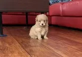 ポメラニアン×プードル【群馬県・男の子・2020年4月21日・アプリコット】の写真2