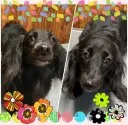 ミニチュアダックスフンド(ロング)【群馬県・女の子・2020年2月25日・イエロー】の写真5「ママです🐶💓😌」