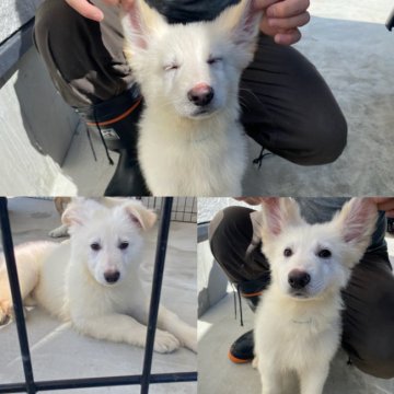 山梨県の紀州犬のブリーダーのブログ特集 みんなのペットライフ 山梨県の紀州犬のブリーダーのブログ特集 みんなのペットライフ