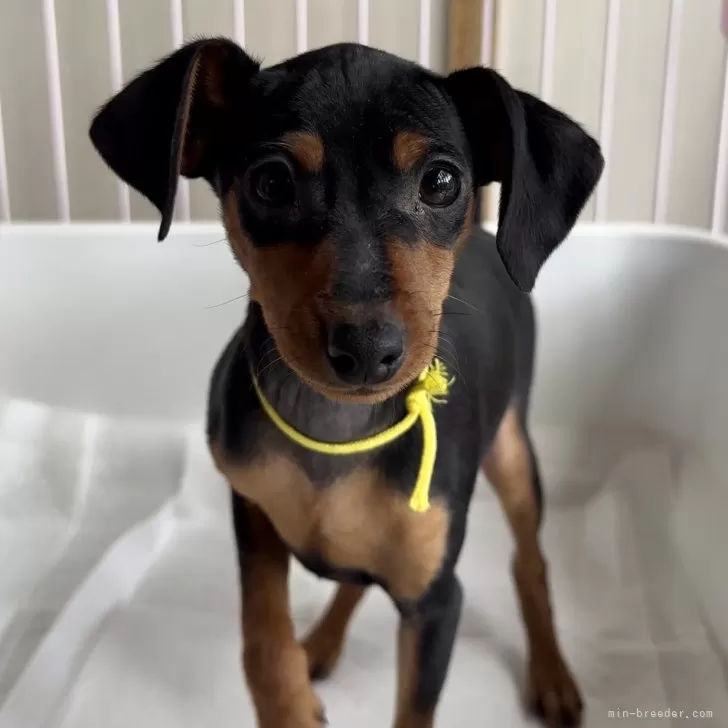 ID：2412-02632の子犬