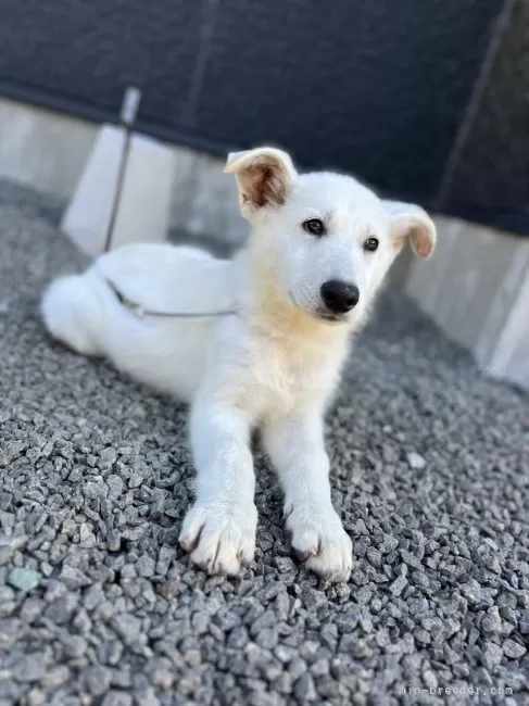 ホワイト・シェパード【山梨県・女の子・2025年8月12日・ホワイト】の写真1