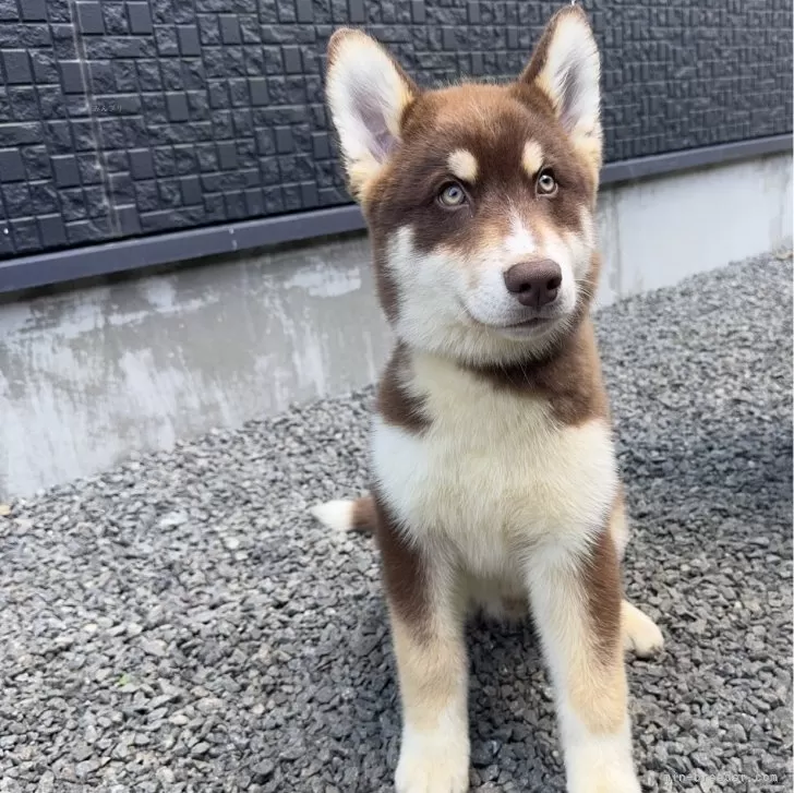 ID：2506-05304の子犬