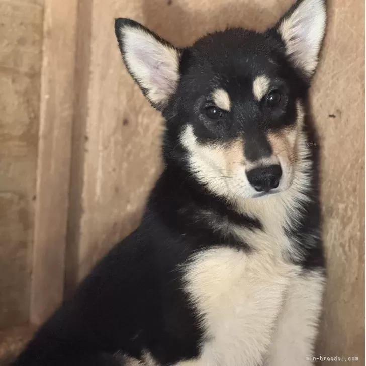 ID：2506-07728の子犬