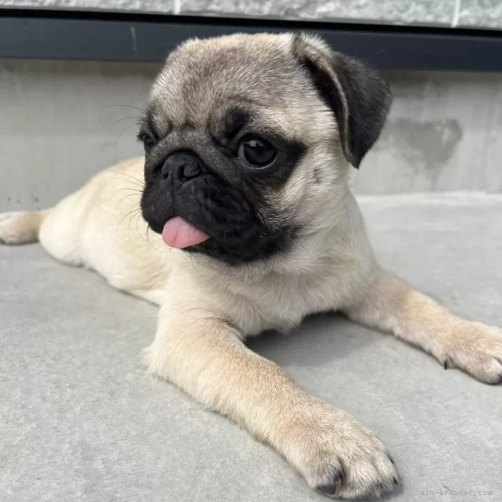 ID：2507-02101の子犬