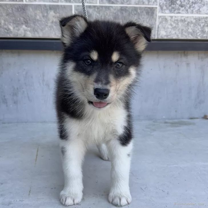 ID:2504-07474の子犬