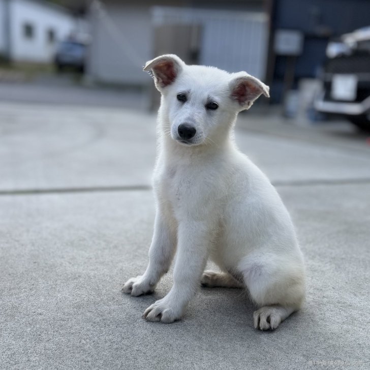 ブリーダー画像