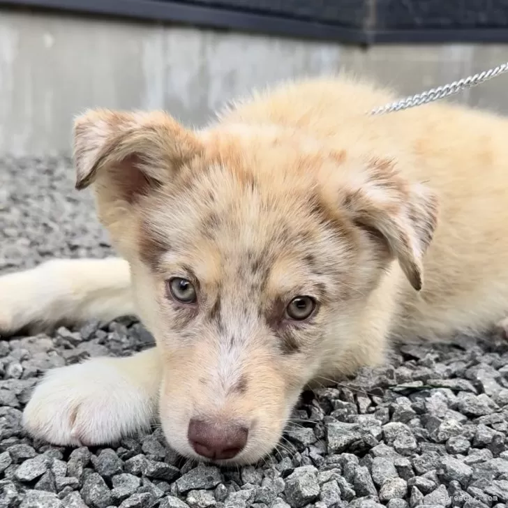 ID：2505-00475の子犬