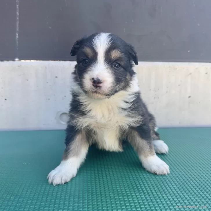 ID:2502-04355の子犬