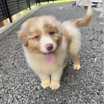 オーストラリアン・シェパード【山梨県・男の子・2025年4月14日・レッドマール】の写真「大きめ！成犬時ゴージャスになります！」