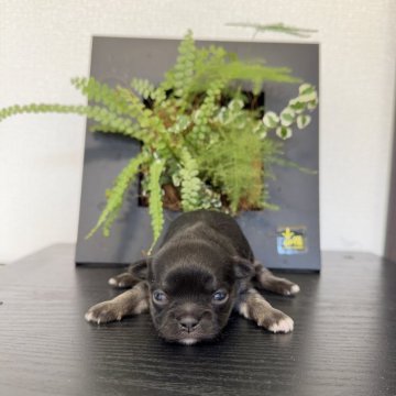 チワワ(ロング)【山梨県・男の子・2025年12月3日・ブラックタン】の写真「目が開きました❤︎」