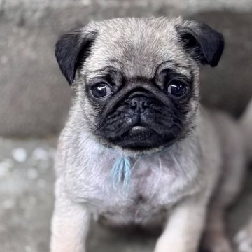 パグ【山梨県・男の子・2025年2月26日・フォーン】の写真「六頭兄弟✨可愛い子犬生まれました！」