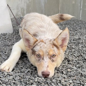 オゥスキー(オーストラリアンシェパード×シベリアンハスキー)【山梨県・女の子・2025年4月14日・レッドマール】の写真「性格がとっても可愛い✨」