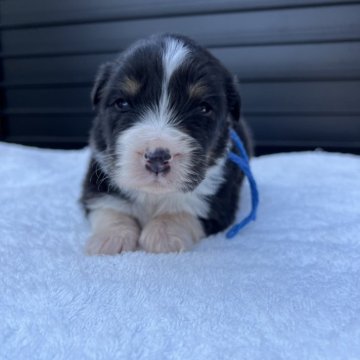 オーストラリアン・シェパード【山梨県・男の子・2025年10月30日・ブラックトライ】の写真「目が開きました！」