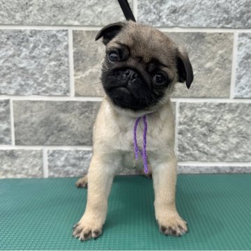 パグ【山梨県・男の子・2025年2月26日・フォーン】の写真「六頭兄弟✨可愛い子犬生まれました！」
